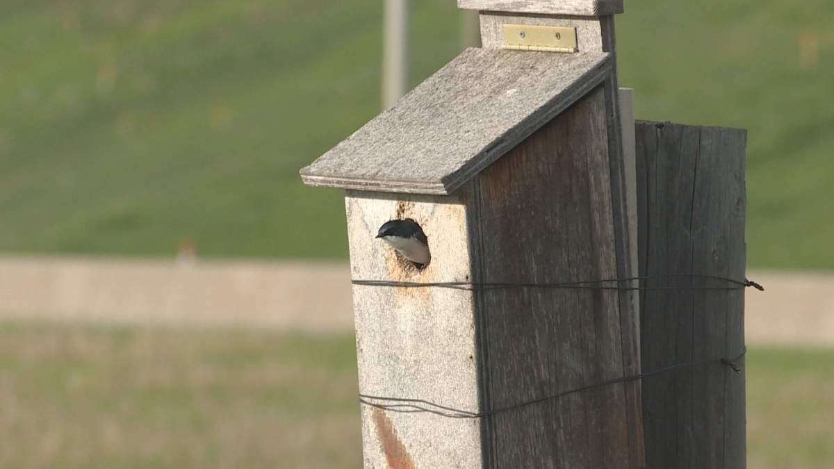 A swallow pokes its head out of a birdhouse in northwest Calgary.