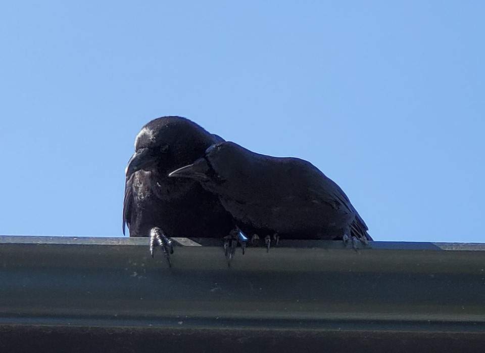 Canuck the Crow (left) and his mate Cassiar share a "tender moment" on a break from feeding their new brood of chicks. 