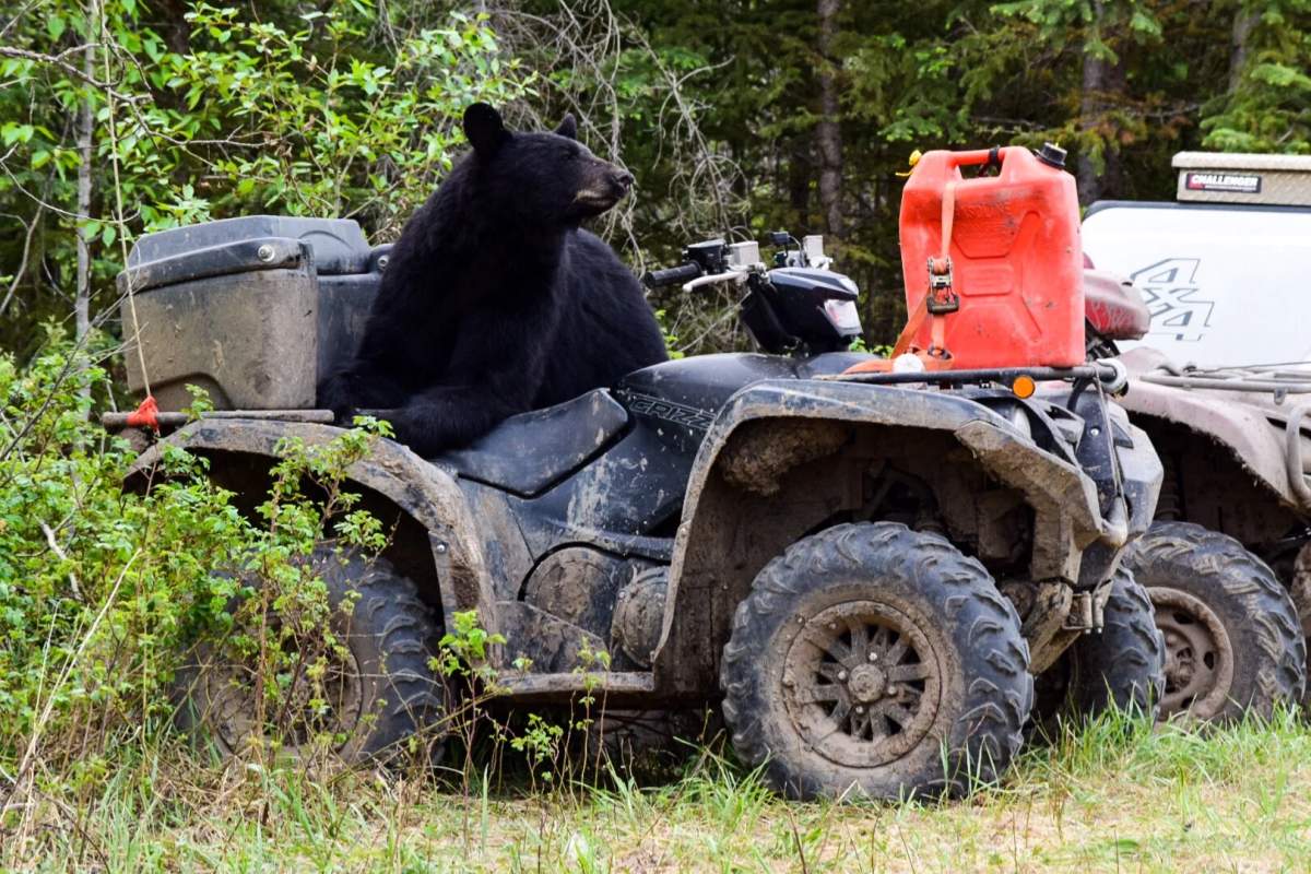 A curious black bear sitting on the quad of a crew fighting the Chuckegg Creek wildfire. Undated.
