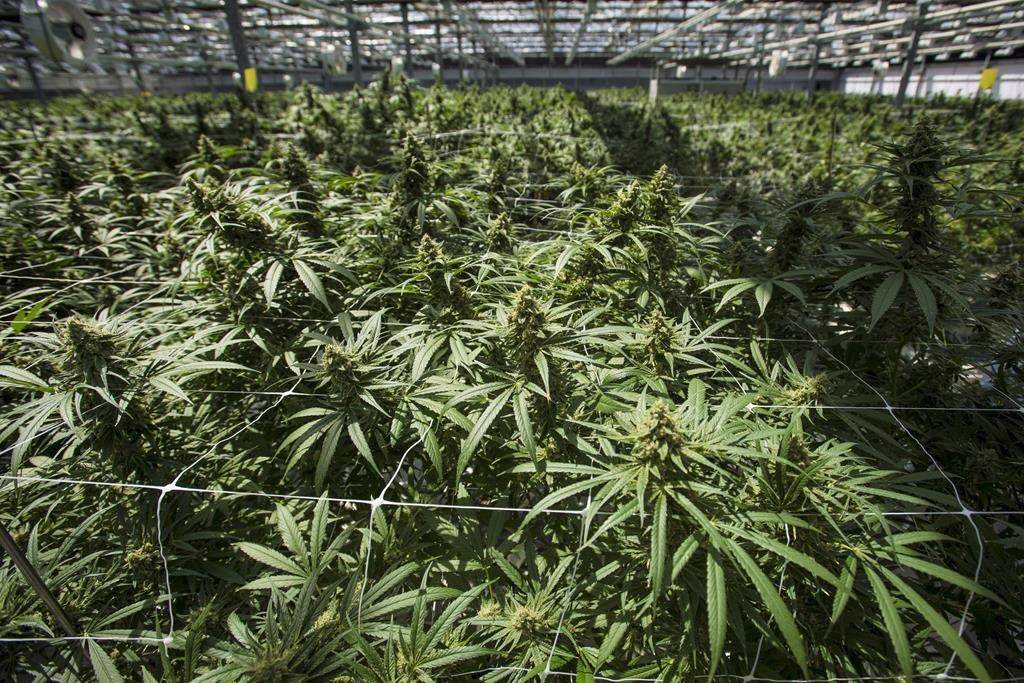 Mature cannabis plants are photographed at the CannTrust Niagara Greenhouse Facility during the grand opening event in Fenwick, Ont., on June 26, 2018.
