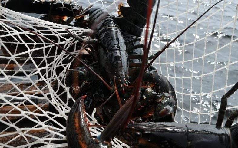 A lobster is shown in a trap in Port Mouton, N.S., in this undated handout photo.