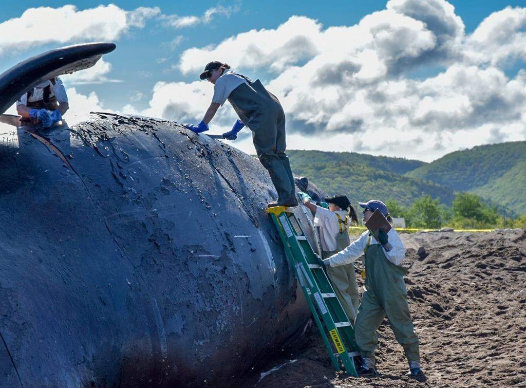A North Atlantic right whale found dead last week in the Gulf of St. Lawrence has been brought to shore on western Cape Breton for a necropsy. The 40-year-old female whale named Punctuation, was towed late Monday, June 24, 2019 to Petit Etang, N.S., where pathologists from P.E.I.’s Atlantic Veterinary College were expected to examine the carcass. THE CANADIAN PRESS/HO, DFO/Fisheries and Oceans Canada
