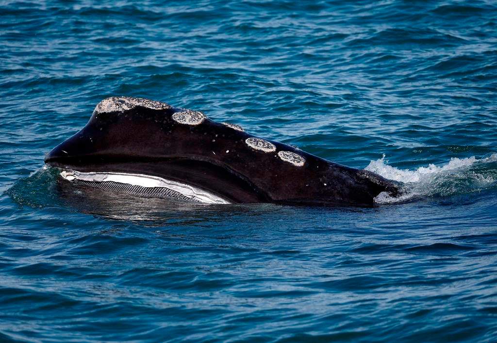 Photo of a Northern Atlantic right whale
