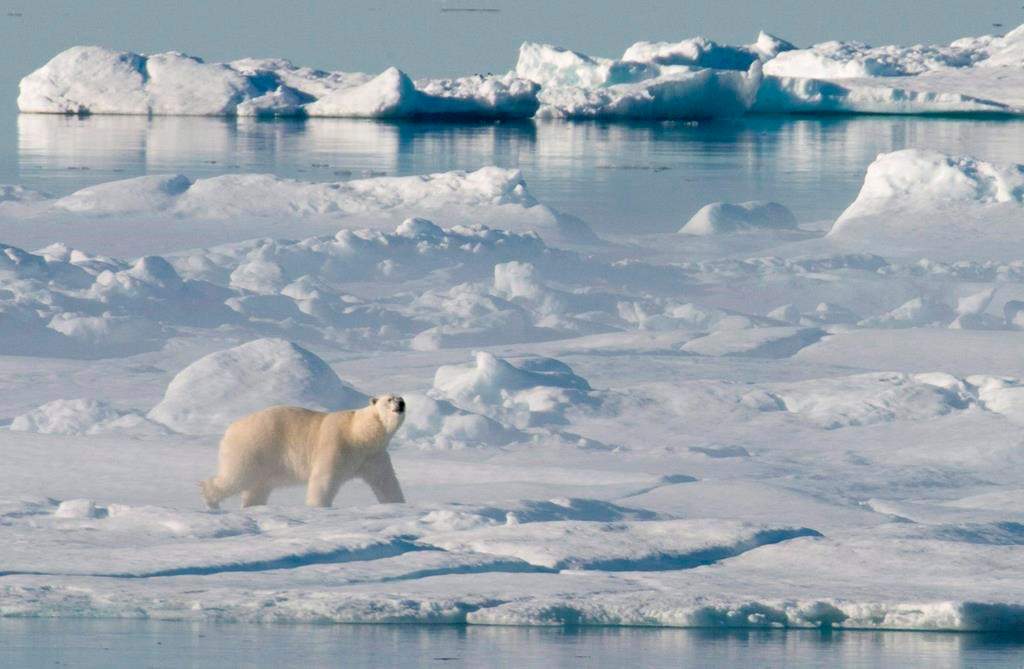 A polar bear stands on a ice flow in Baffin Bay above the arctic circle as seen from the Canadian Coast Guard icebreaker Louis S. St-Laurent on July 10, 2008.