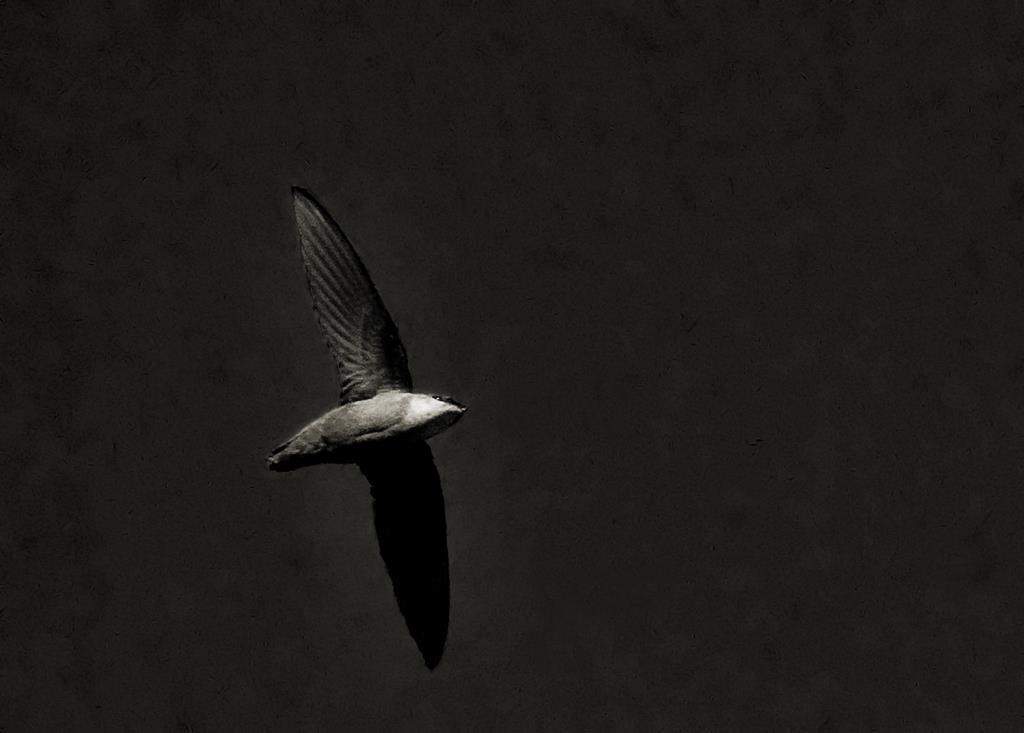 A chimney swift bird is shown in a handout photo. A small bird spotted by naturalists swooping over a Nova Scotia forest with old hardwoods has helped convince the province to order a halt to further logging.