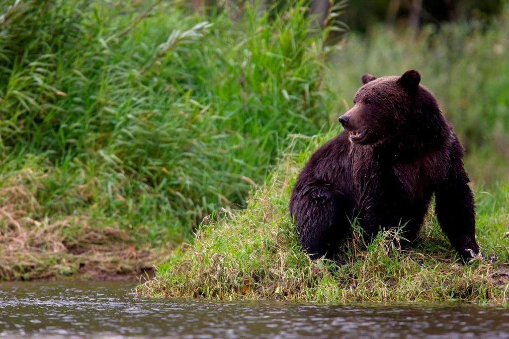A file photo of a grizzly bear.