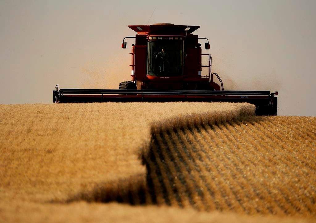 Winter wheat is harvested.