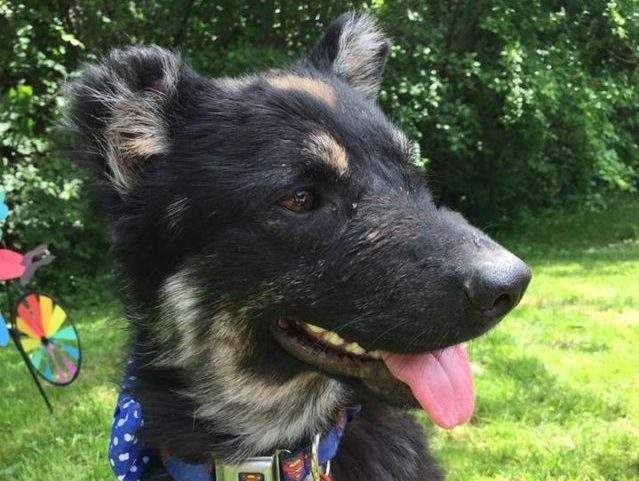 The Animal Guardian Society is looking for volunteer flight companions.