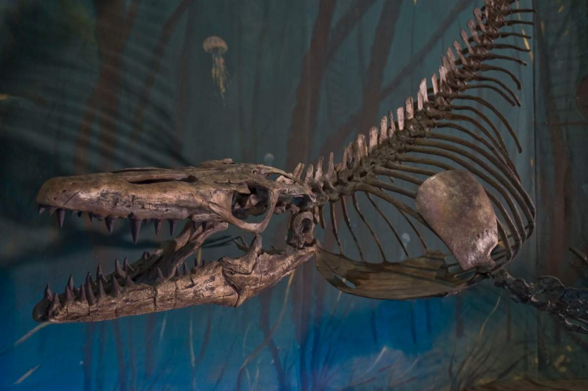 A Mosasaur on display at the Royal Tyrrell Museum of Palaeontology in Drumheller, Alta.