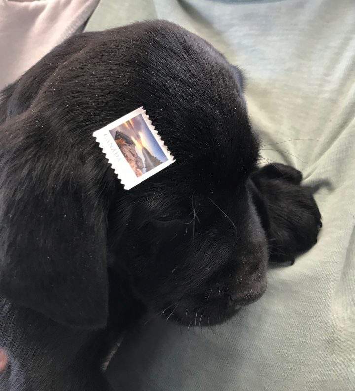A person in Vulcan attempted to mail a dog and cat out of a Canada Post office in May 2019, according to Vulcan County Enforcement Services.