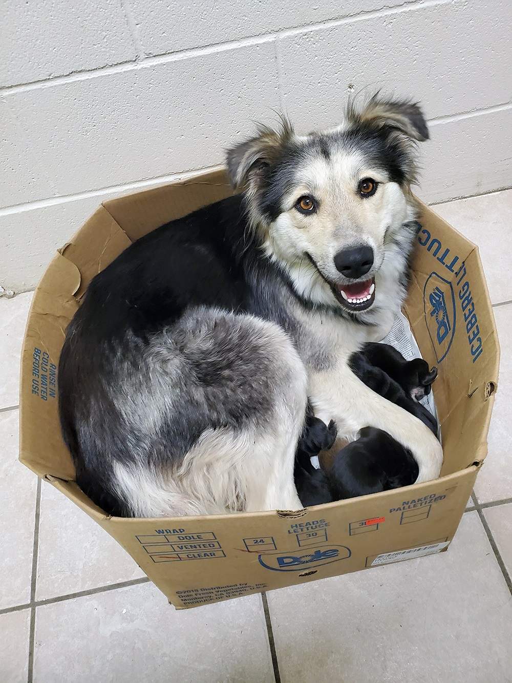 Courtesy B.C. SPCA