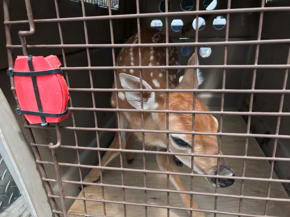 A baby deer in a kennel after a BC conservation officer recovered it from a man who was spotted carrying the fawn through a liquor store in Invermere, B.C. on June 15, 2019.