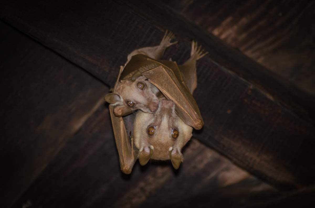FILE. Bat.