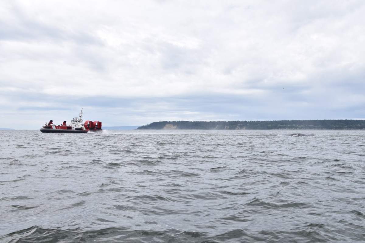 A Coast Guard hovercraft tows the dead whale to shore where scientists will conduct a necropsy on Thursday.