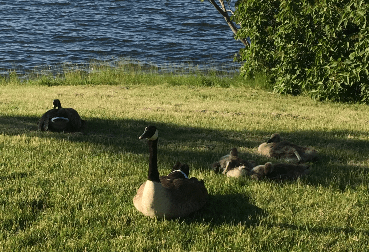 The City of Hamilton is urging local residents to be careful when handling wildlife.