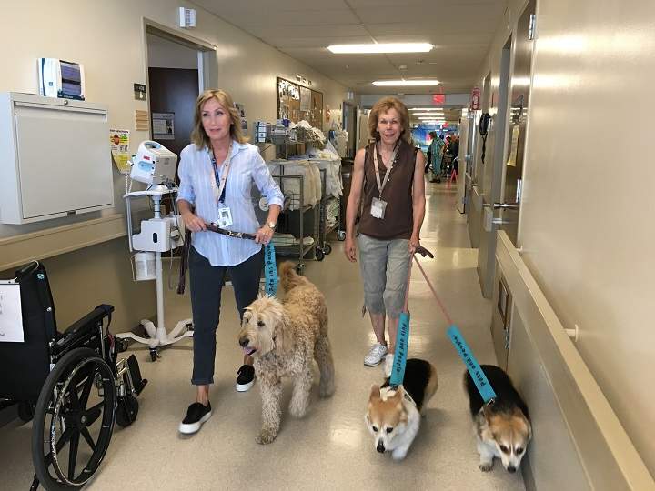 Therapy dogs from an organization called Pets and People Visiting Society make the rounds at Kelowna General Hospital. They also visit care homes.