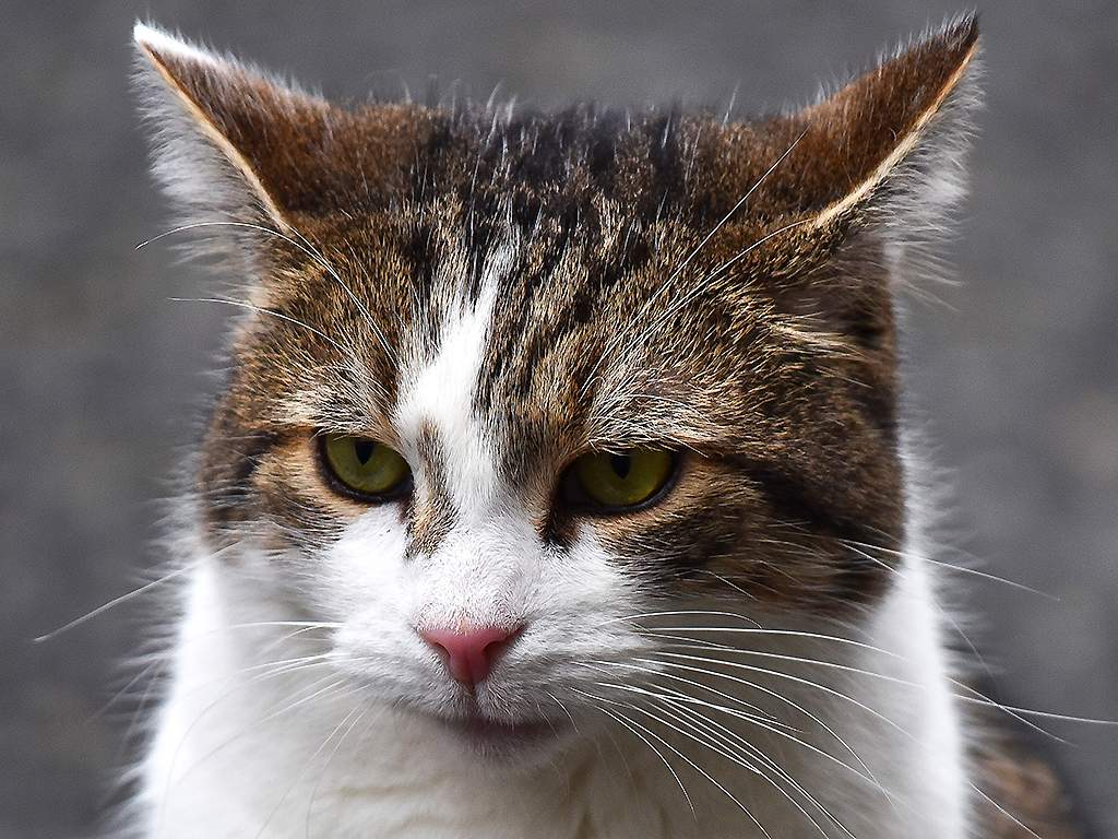 Larry the Cat is pictured at Downing Street, London on February 5, 2019.