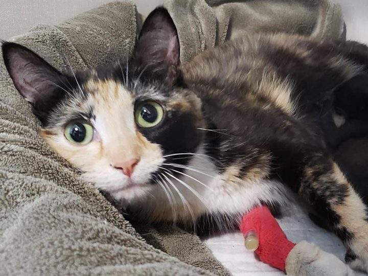 Louise and her two kittens, Sprout and Seed, will be up for adoption in two months.