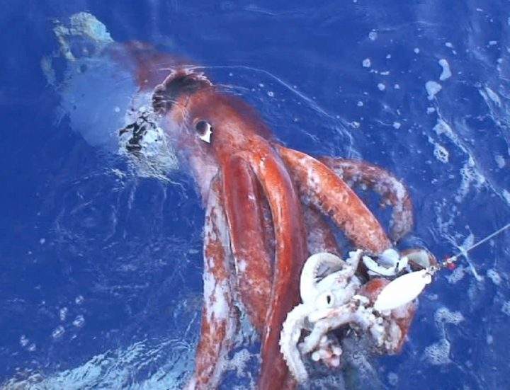 First-ever giant squid filmed in U.S. waters, revealing ‘monster in our backyard’ - image