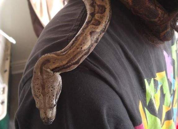Medusa, a six foot Boa, is still at large in Hamilton.