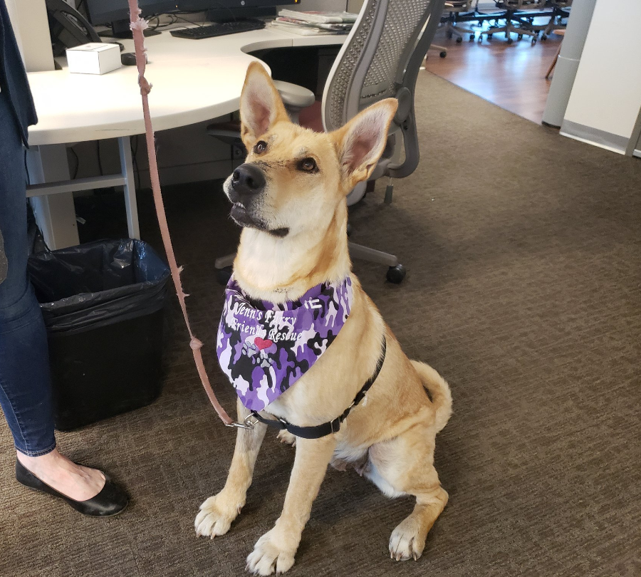 Nellie joined Global News Morning on June 24 for Adopt A Pal and stopped to for a picture.