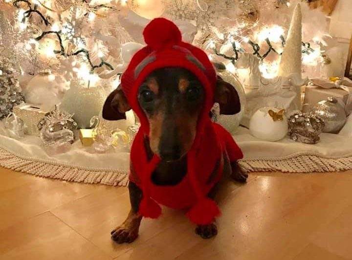 Nicolas the dog.