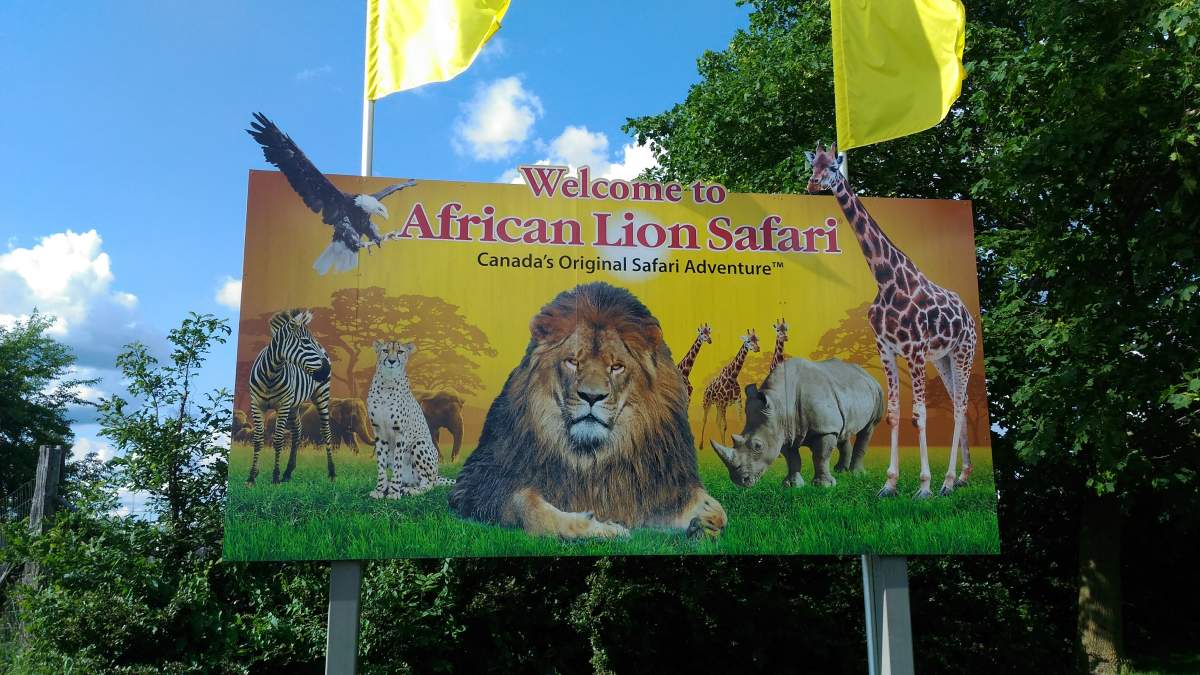 Hamilton police say a trainer at African Lion Safari  was hurt in an alleged elephant attack. 