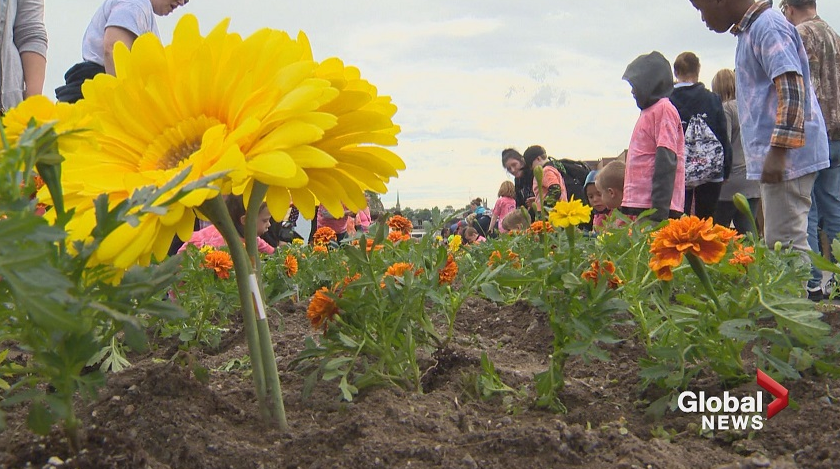 It's the 22nd year for the Marigolds Project, which runs for three weeks.