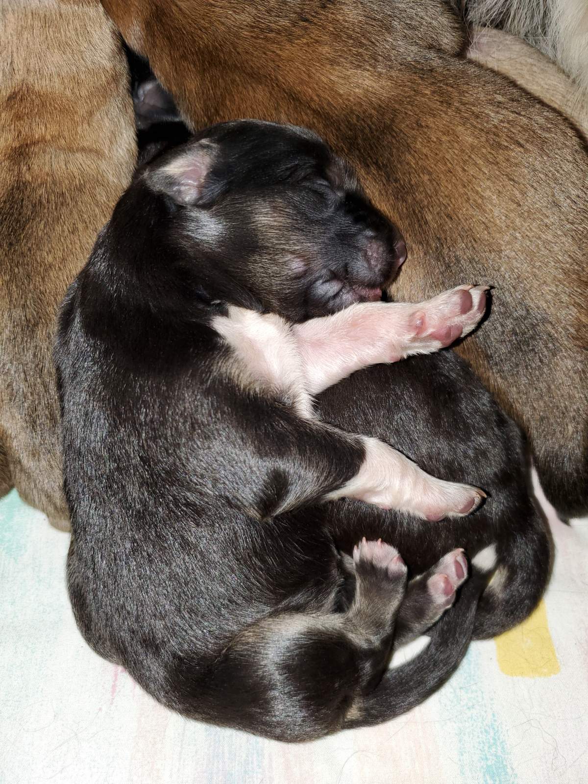 Courtesy: B.C. SPCA