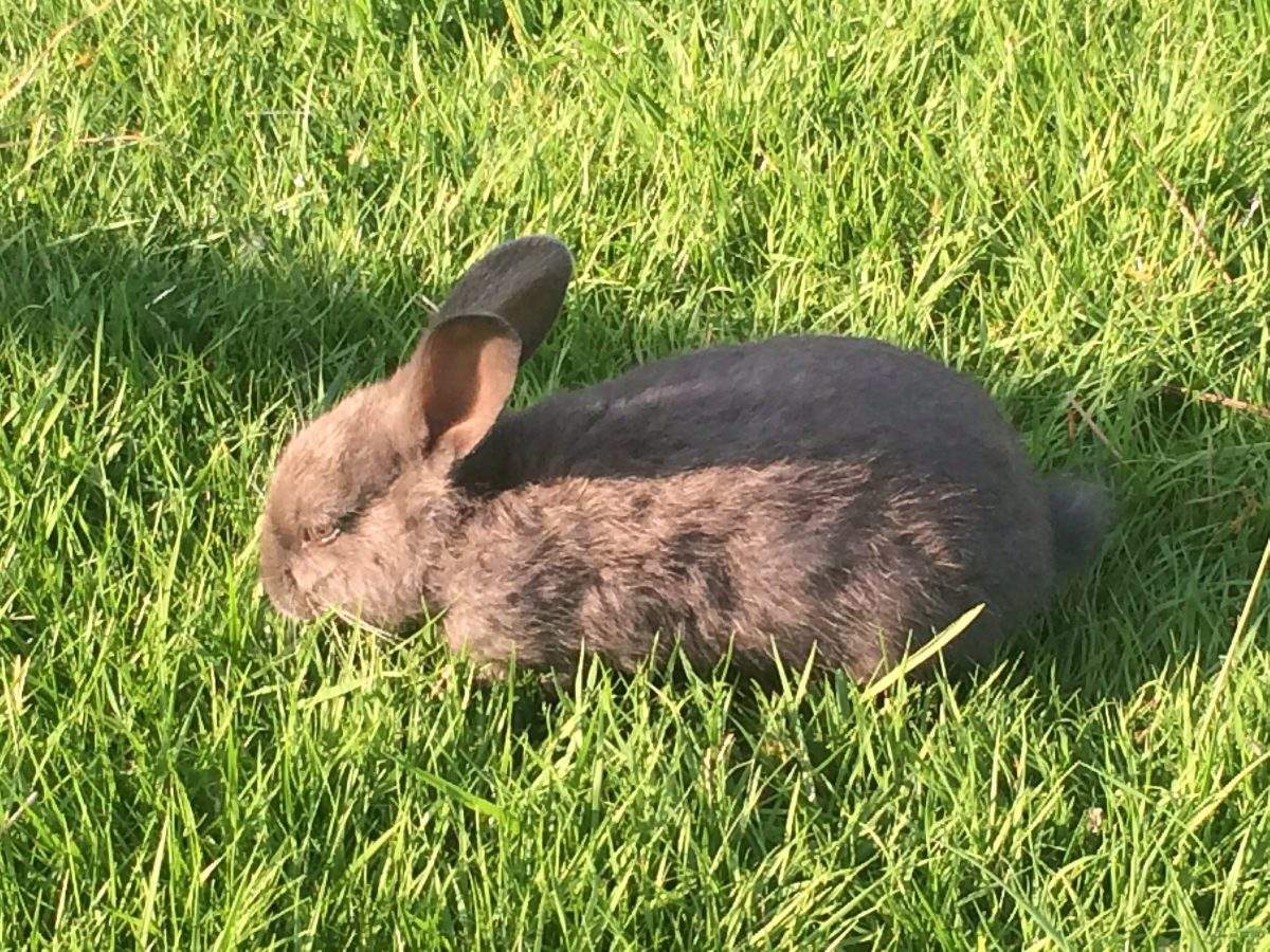 A wild rabbit grazes in Nanaimo, B.C., on February 2, 2018. 
