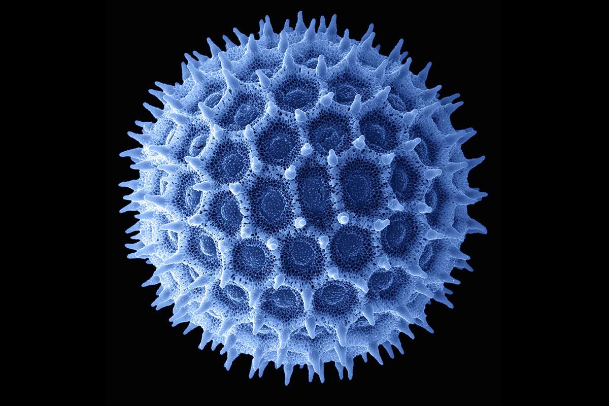 Scanning electron microscope imaging of morning glory pollen.