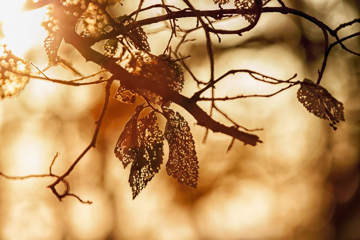 Leaves of Elm (Ulmus Minor) with Dutch elm disease.