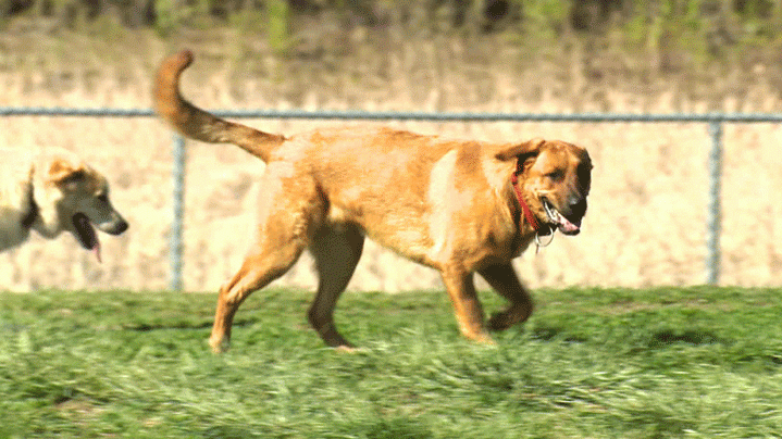 A dog park in Saskatoon’s Avalon neighbourhood is getting a 2.6-acre expansion.