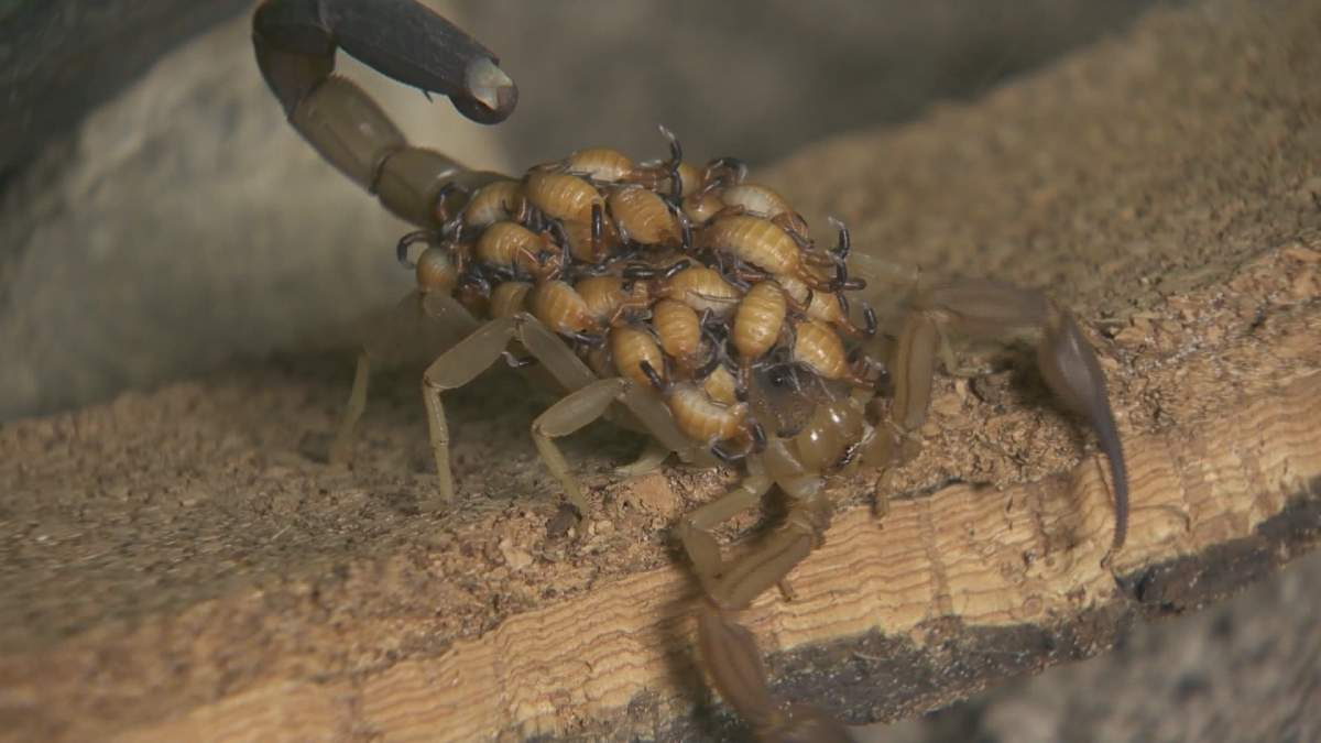 A scorpion that turned up in a Vancouver resident’shome last month following a recent trip to Cuba has now given birth.
