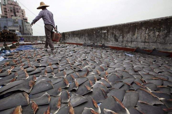 In this Jan. 3, 2013 file photo, a worker collects pieces of shark fins dried on the rooftop of a factory building in Hong Kong.