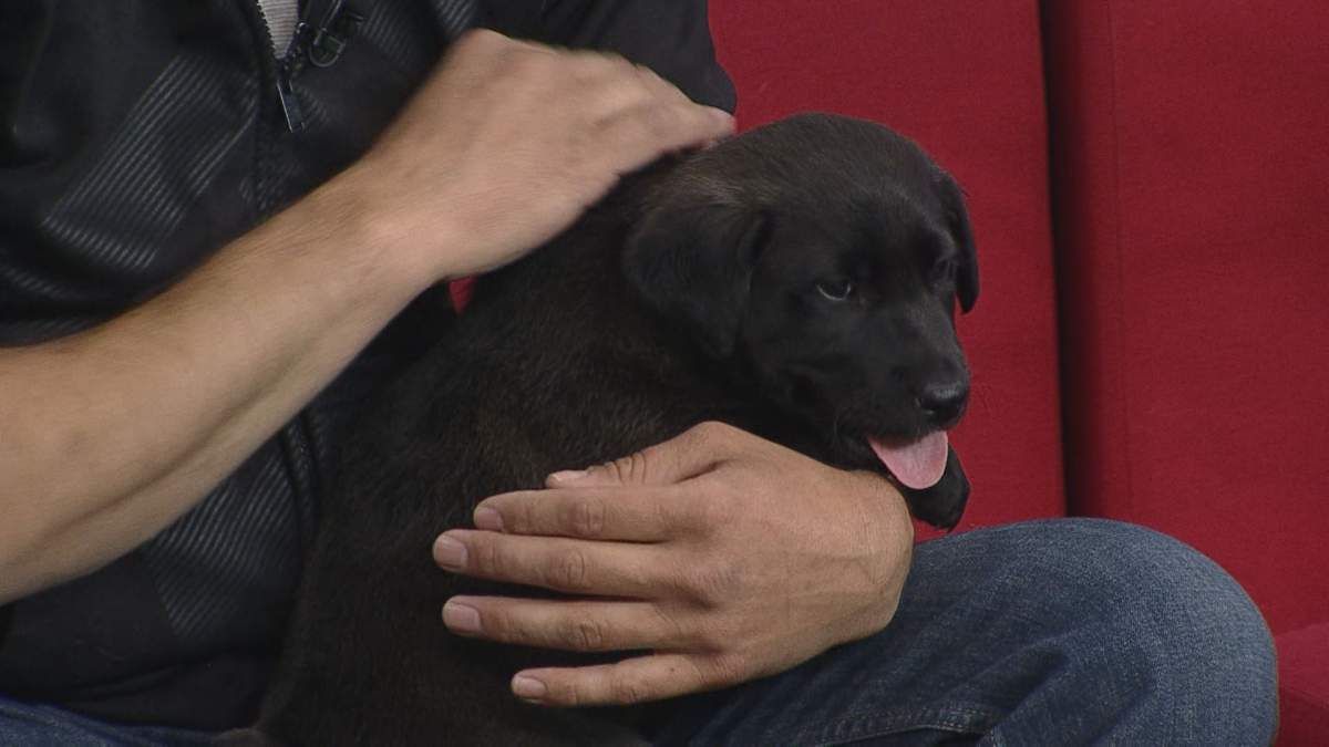 Espresso joined Global News Morning to see if he could find a forever home.