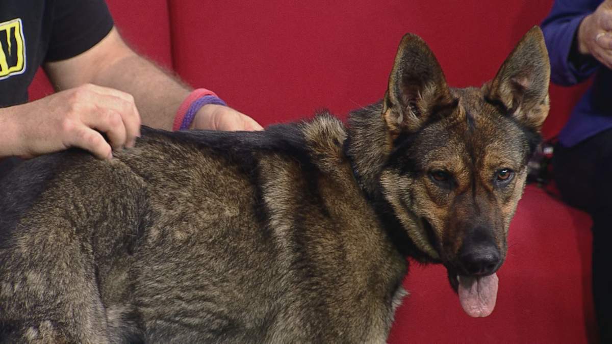 Ash came by Global News Morning for Adopt A Pal, looking for her new loving family.