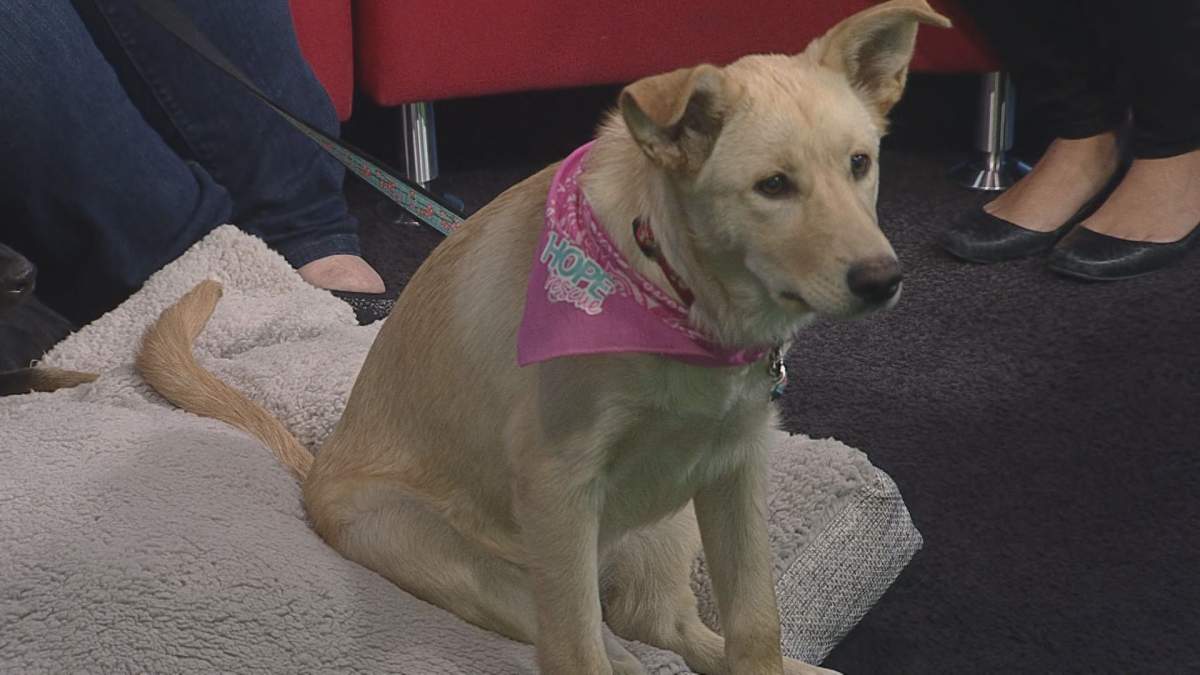 Ashley dropped by Global News Morning in hopes of finding her new home.