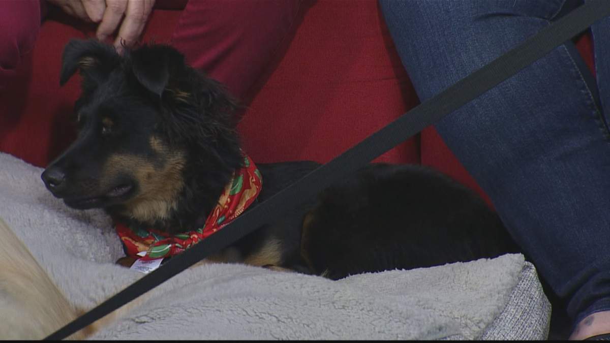 Mila spent time with Global News Morning in hope of finding a new family.