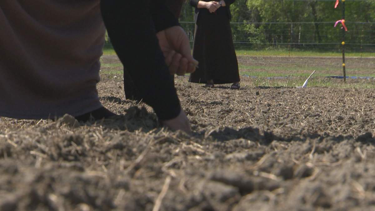 Community garden helping to grow a new life for refugees in Manitoba - image