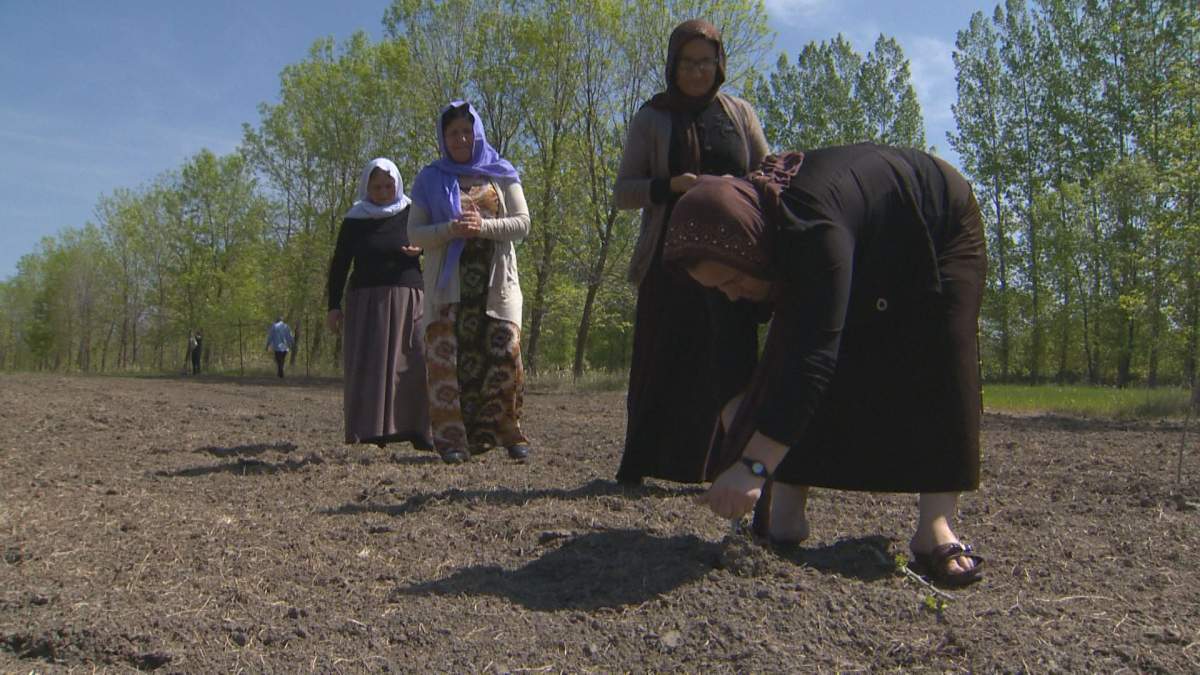 Alham Rafo pictured putting seeds into their garden.