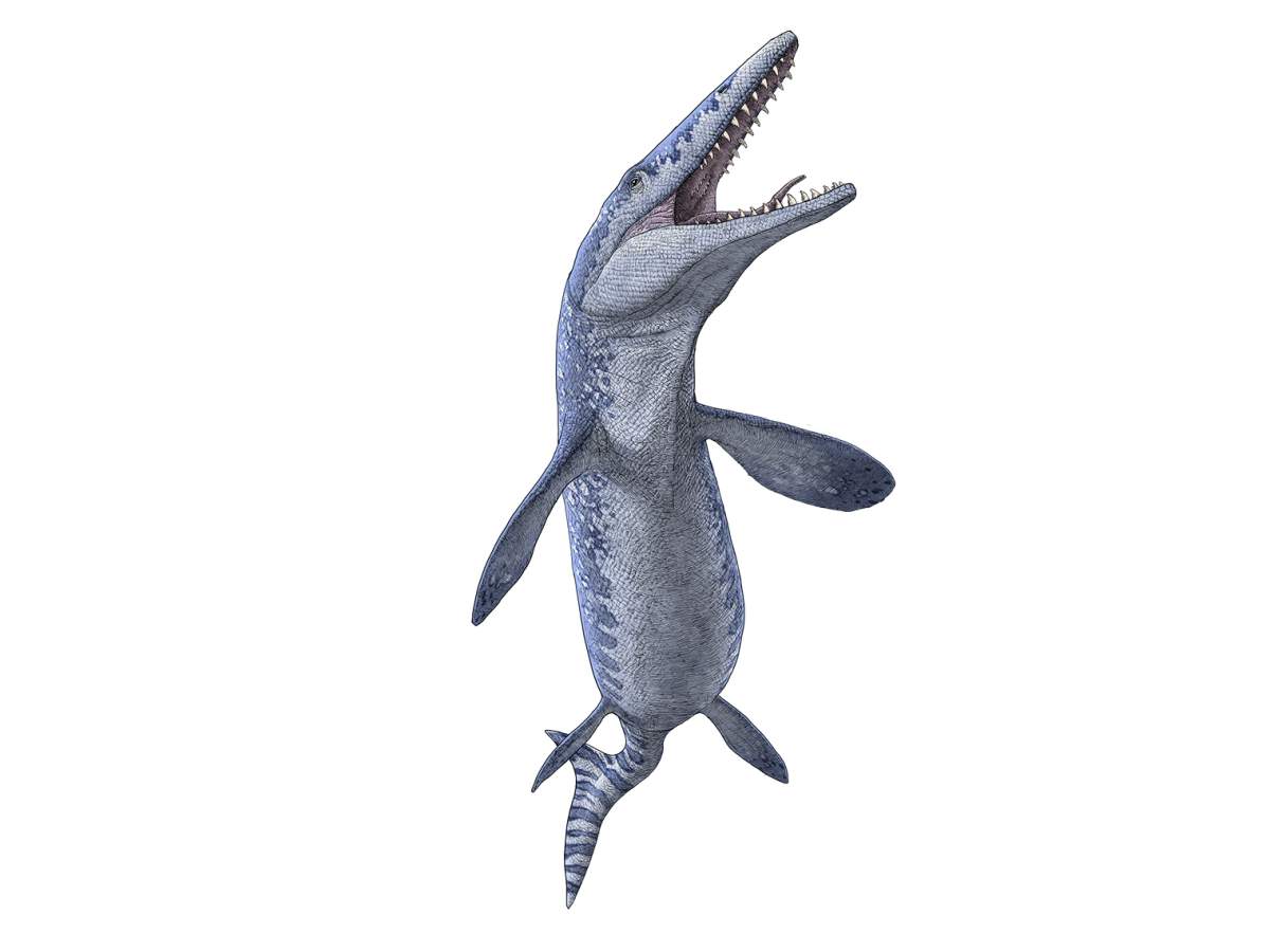 An illustration of Tylosaurus, a genus of Mosasaur, by Julius T. Csotonyi.
