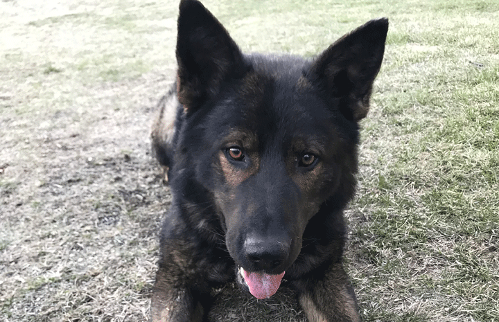 A wanted man was found hiding in a doghouse by Jeb, according to Prince Albert police.