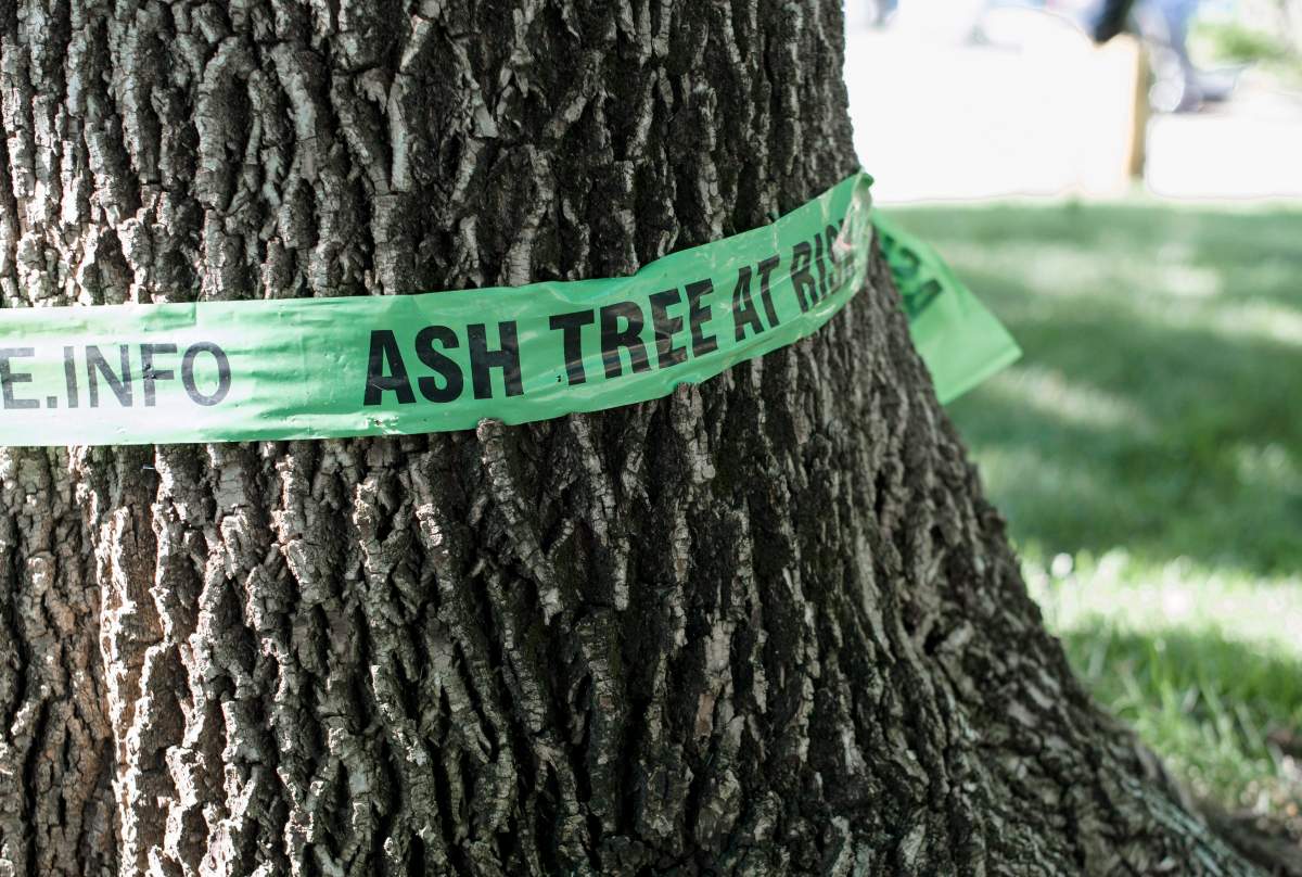 In this June 29, 2017, photo, a green ribbon reading “Ash Tree at Risk” is tied around an ash tree in Omaha, Neb.