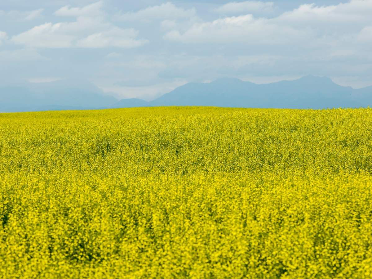 Canola prices