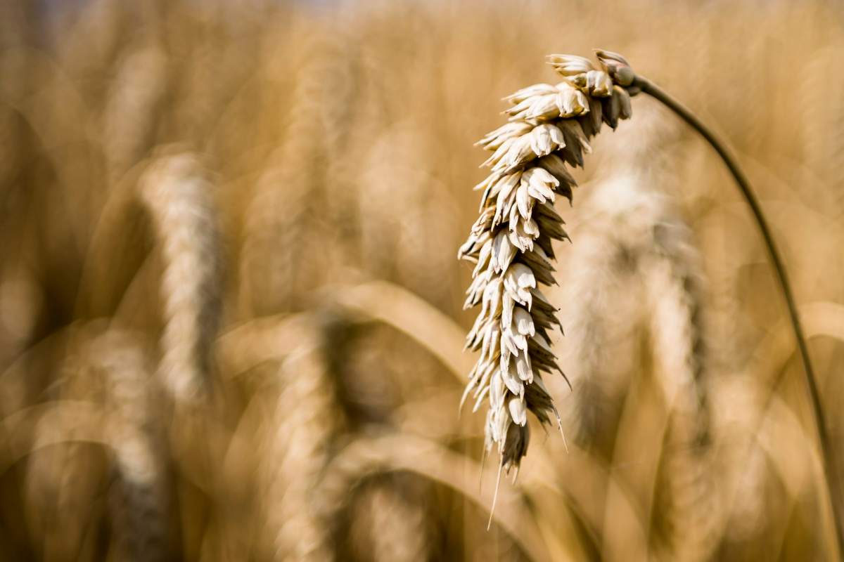 An ear of wheat is visible in  in a farmer's field suffering from drought.