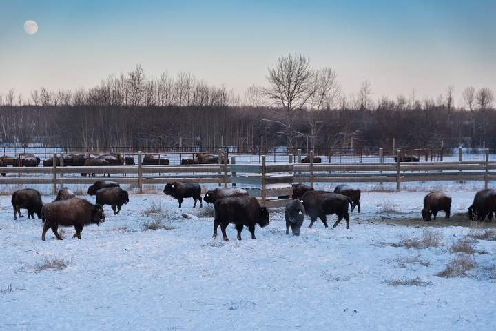 Plains bison rest under a setting sun and rising moon after being examined. They’ve been sorted by age and sex, you can see the calves in the foreground and the adults in the background. Plains bison handling facility, Elk Island National Park.