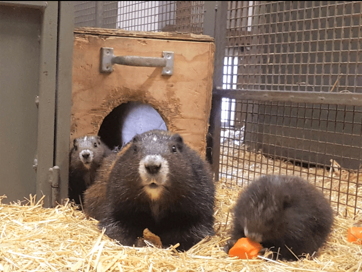 The Calgary Zoo announced on Thursday, July 25 that five Vancouver Island marmot pups were born
at the Devonian Wildlife Conservation Centre.