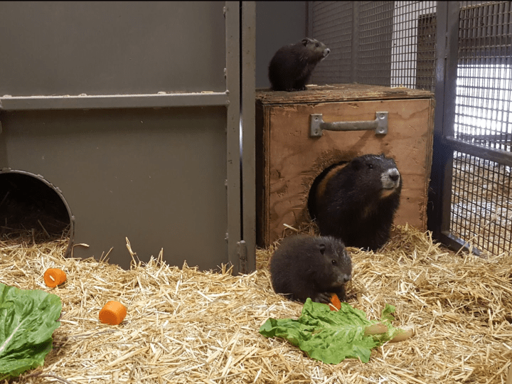 The Calgary Zoo announced on Thursday, July 25 that five Vancouver Island marmot pups were bornat the Devonian Wildlife Conservation Centre.