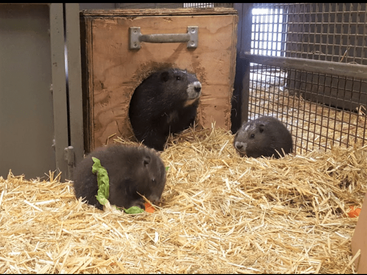 The Calgary Zoo announced on Thursday, July 25 that five Vancouver Island marmot pups were bornat the Devonian Wildlife Conservation Centre.